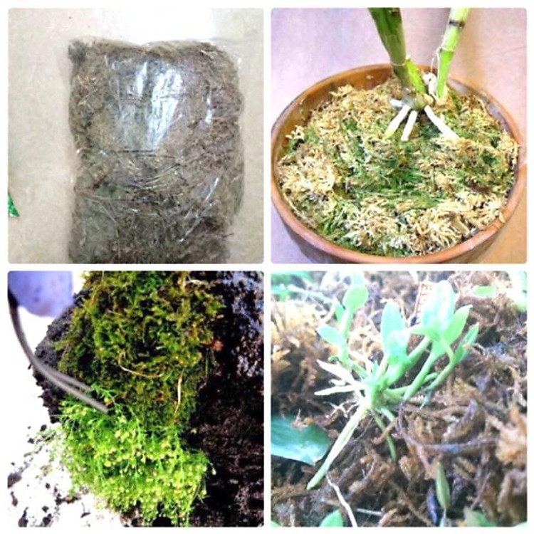 Rêu Rừng Trồng Lan - Giá Thể Ươm Lan - Giá Thể Kích Rễ Cho Lan đã qua xử lý gói 3dm