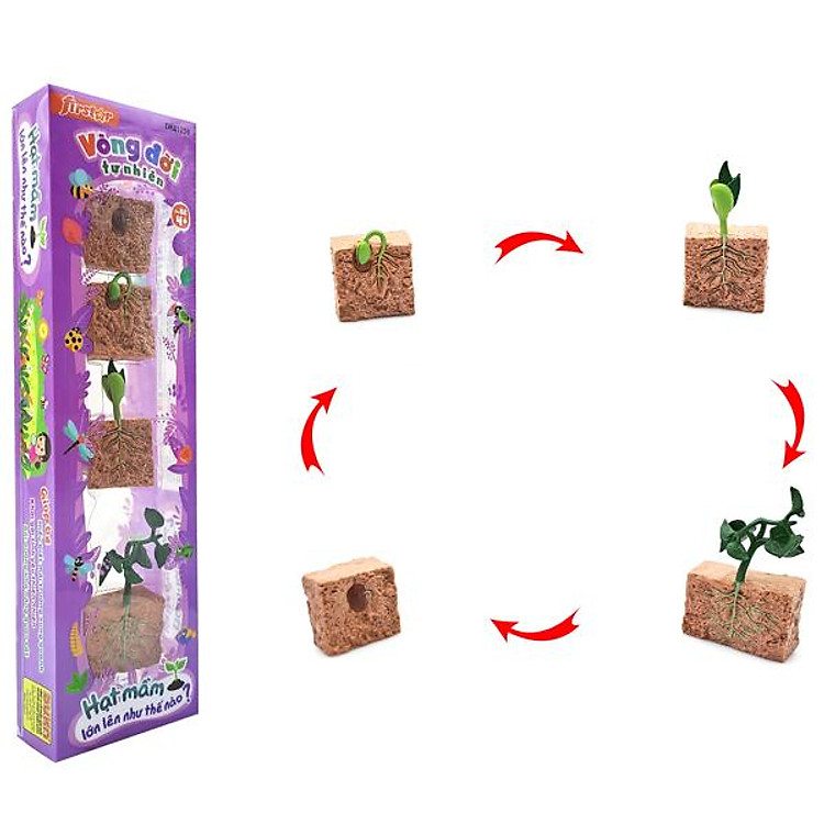 Đồ Chơi Mô Hình Vòng Đời Tự Nhiên Chính hãng Giá tốt - Hình ảnh 2