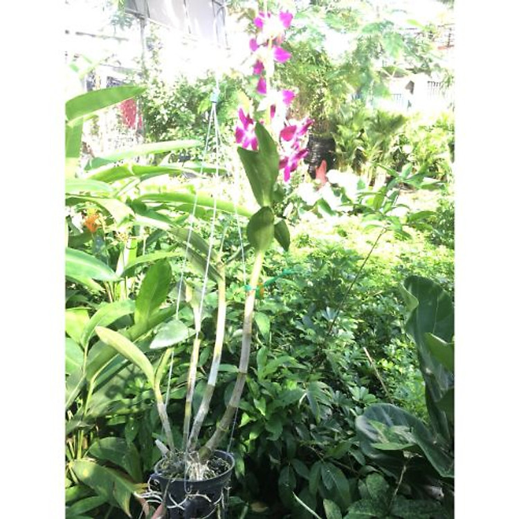 Bộ 2 chậu Lan Denro treo tường đẹp