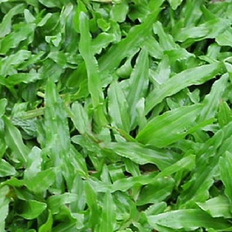 Combo 2 gói Hạt giống cỏ lá Gừng (cỏ lá Tre) -Gói 200 Hạt/tặng kèm gói phân bón lót