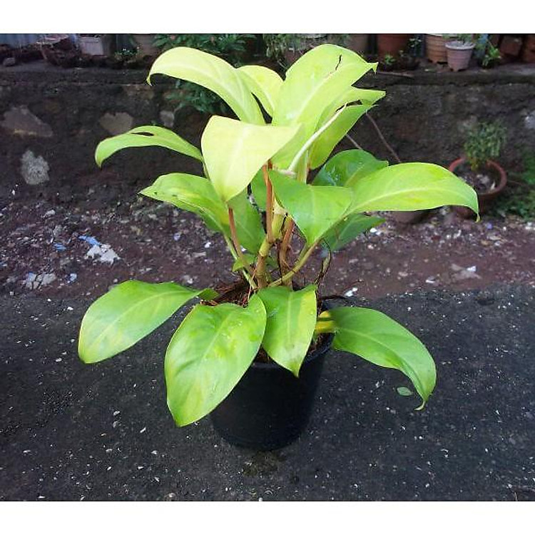 CÂY Trầu Bà Vàng (Trầu Bà Pháp)