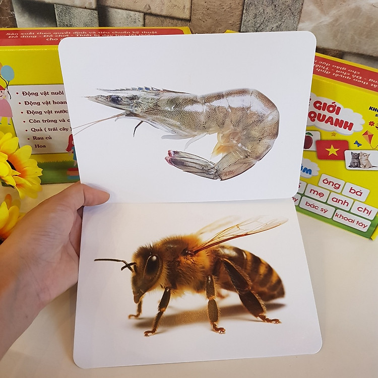 Bộ Thẻ Học Thông Minh Flashcard Thế Giới Xung Quanh Việt Hà Khổ A5 - Song Ngữ Anh Việt - Ảnh 6