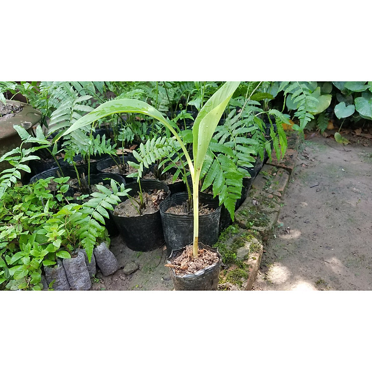 Cây Chuối Cô Đơn