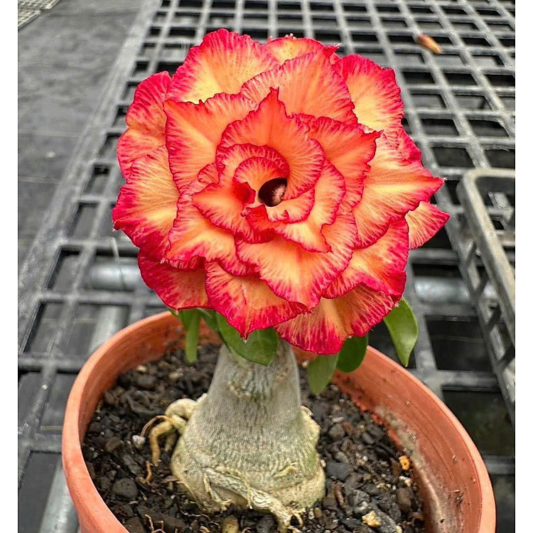 Hạt giống hoa sứ kép Thái Lan - Bịch 10 hạt – Mã số 1595