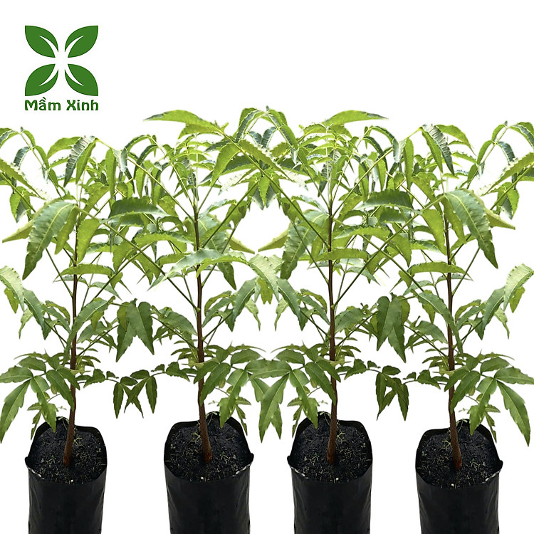 Cây sầu đâu (combo 4 cây) khỏe mạnh cao khoảng 40cm