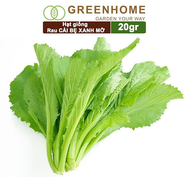 Hạt Giống Cải Bẹ Xanh Mỡ Greenhome, Gói 20g~2000 hạt, Dễ Trồng Quanh Năm, Nảy Mầm Cao, Thu Hoạch Nhanh, Năng Suất Cao R04