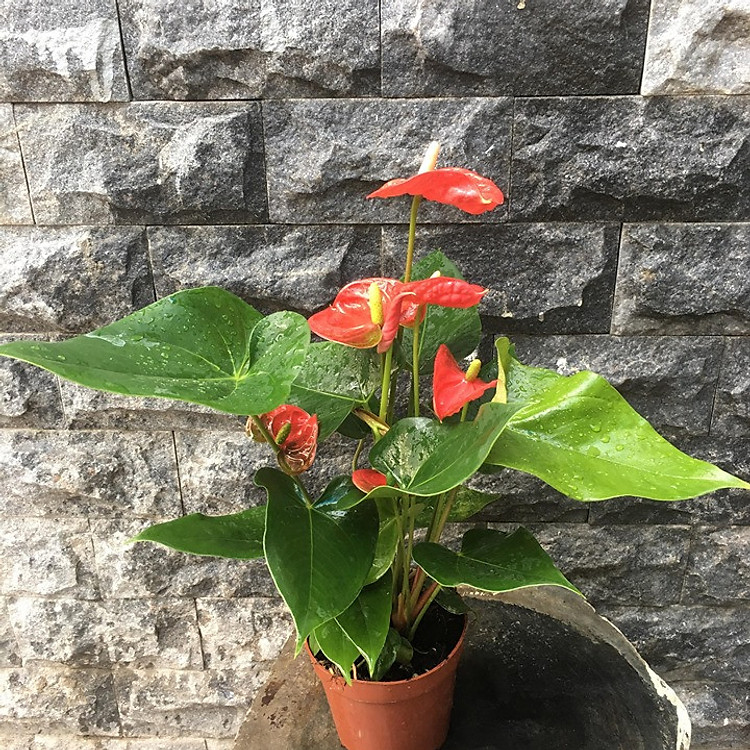 Cây hồng môn mẫu 1