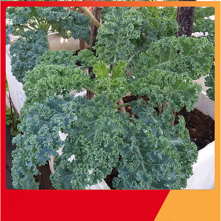 Hạt Giống Cải Xoăn Xanh ( Cải Kale ) - Nảy Mầm Cực Chuẩn
