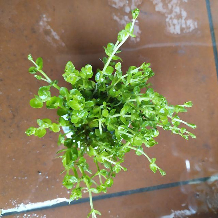 Cây thủy sinh vẩy ốc xanh (Ảnh thật của sản phẩm)