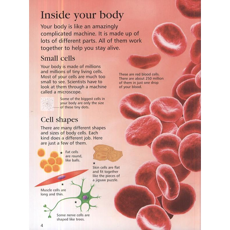 Usborne First Encyclopedia of the Human Body - Ảnh 3