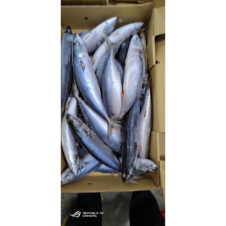 Cá Nục Bông Nhật Bản tươi xanh bịch 1 kg