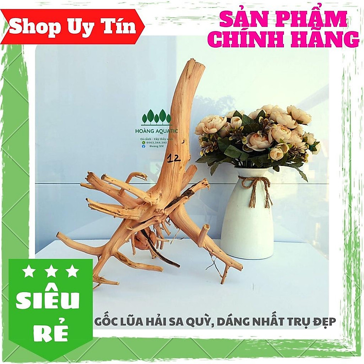 LŨA HẢI SƠN QUỲ, HẢI SA QUỲ, DÁNG ĐẸP, DÙNG LÀM THÂN CÂY BONSAI, HỒ CÁ THUỶ SINH.