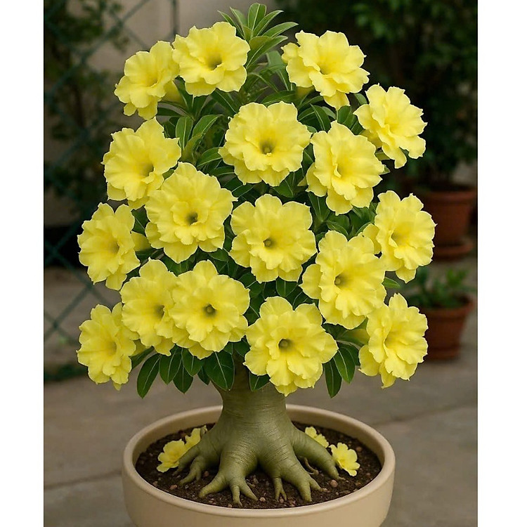 Hạt giống hoa sứ kép Thái Lan - Bịch 10 hạt – Mã số 2028