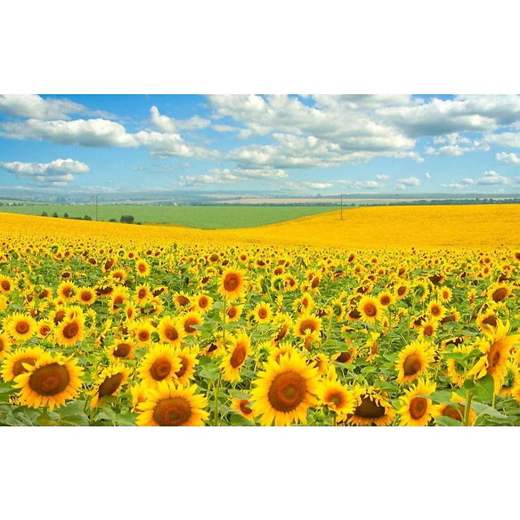 (HCM) Tranh dán tường 3d cánh đồng hoa hướng dương tuyệt đẹp có sẵn keo,dễ dán(có in theo yêu cầu)