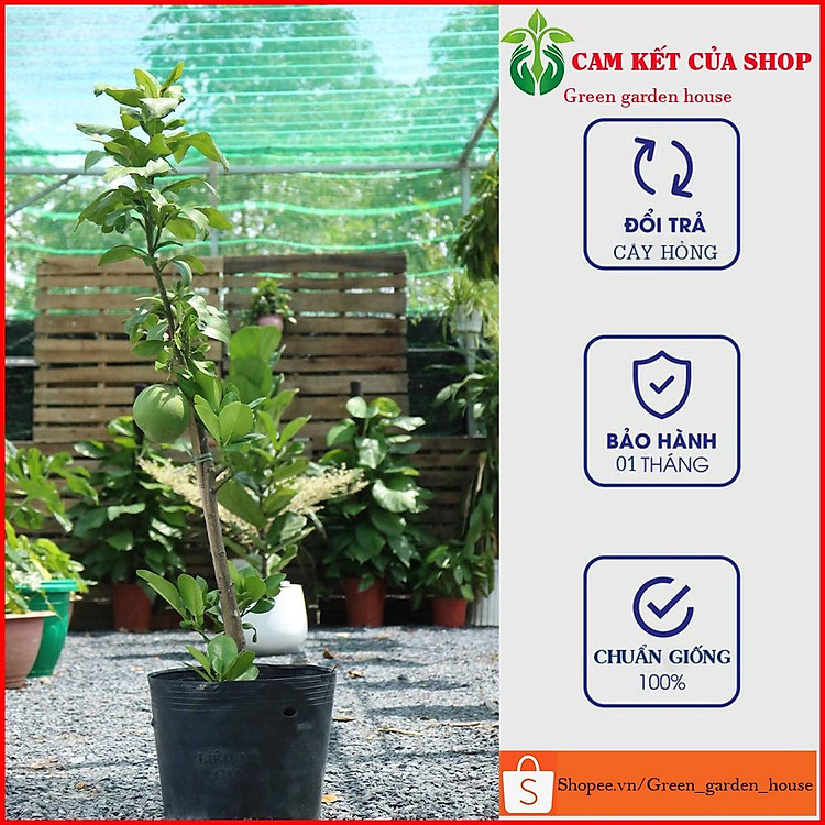 Combo 2 cây bưởi da xanh ruột đỏ quả to ngọt cao 60 - 80cm ( ảnh thật )