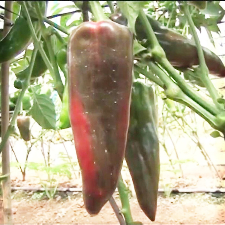 Hạt giống ớt khổng lồ (10 hạt/gói) - SG Seeds