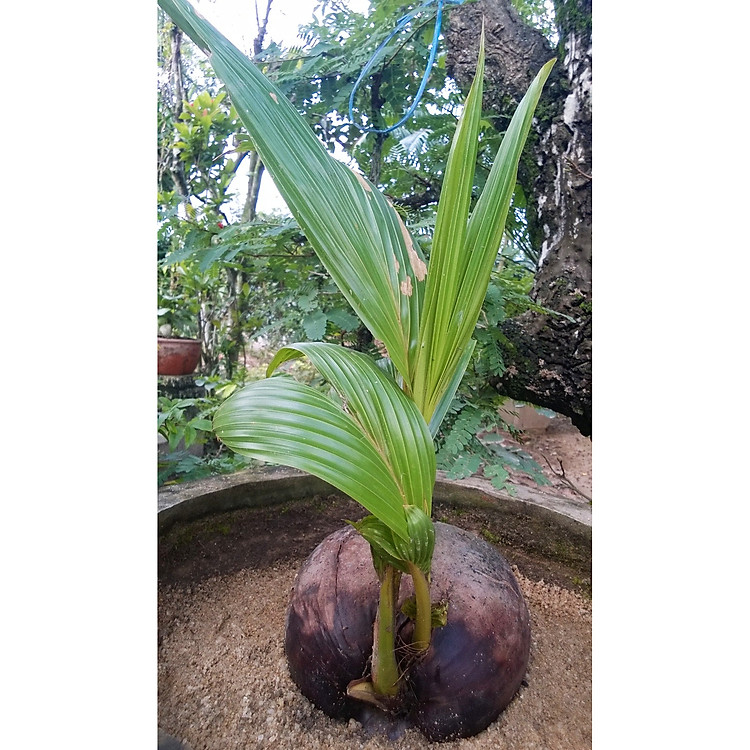 Cây giống dừa ngọt