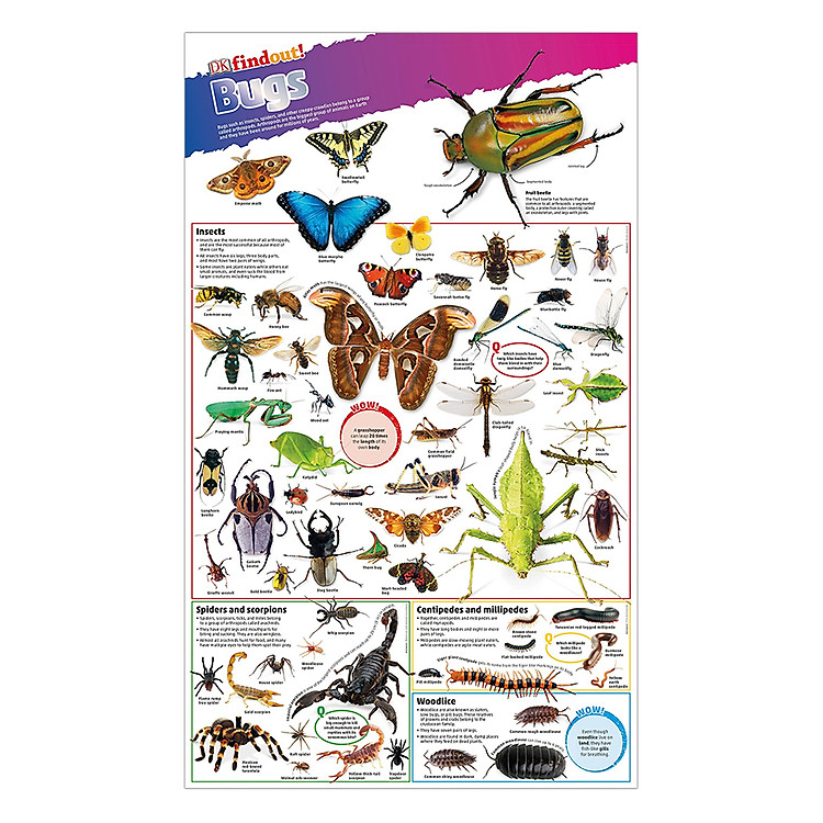 Sách DKFindout! Poster Bugs