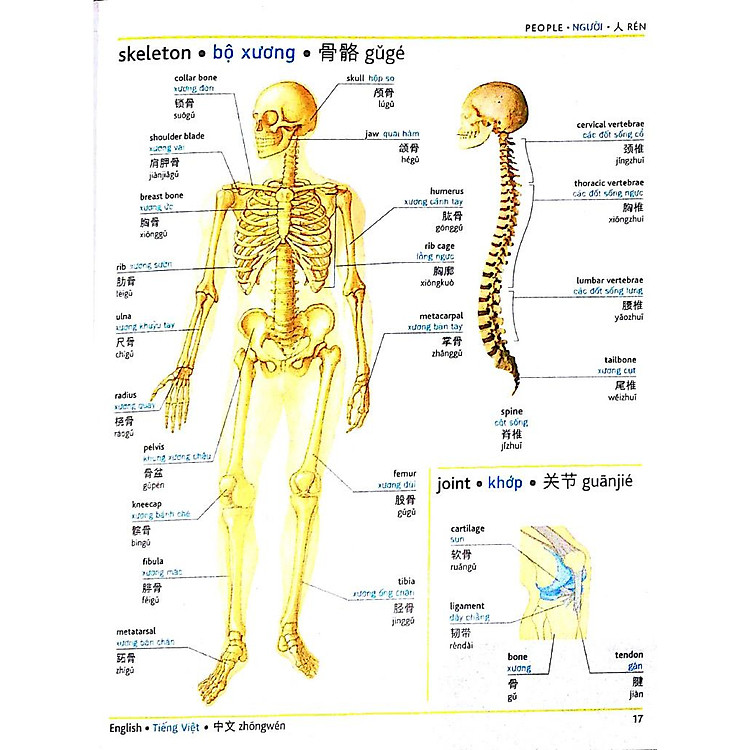 Visual English Vietnamese Chinese Trillingual Dictionary - Ảnh 7