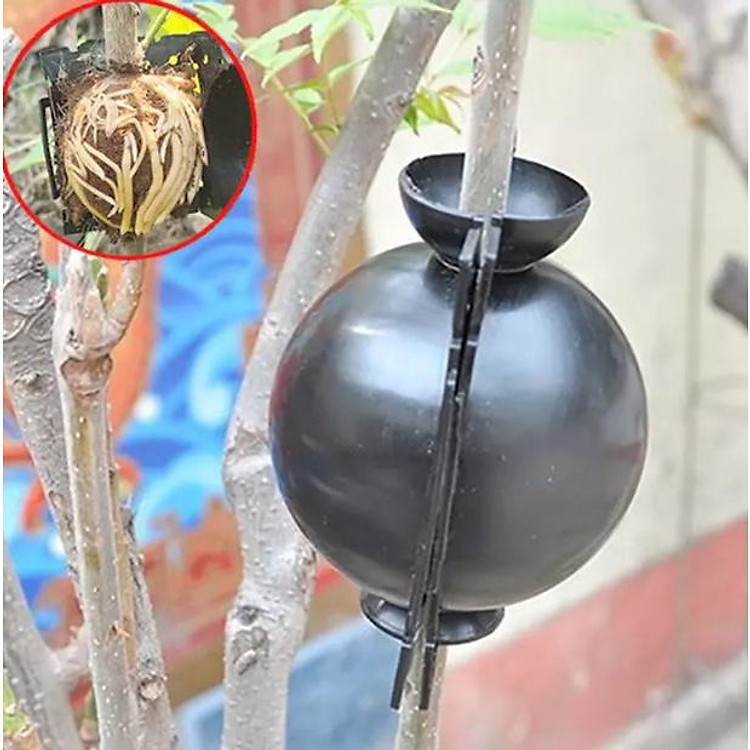 Combo 5 Bầu Chiết Cành Cây, Hộp Chiết Cây, Dụng Cụ Chiết Cành Chuyên Dụng