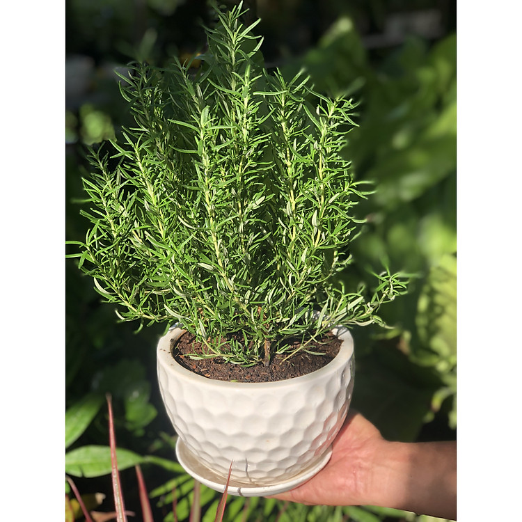 Chậu sứ cây Hương Thảo tặng kèm đá trang trí