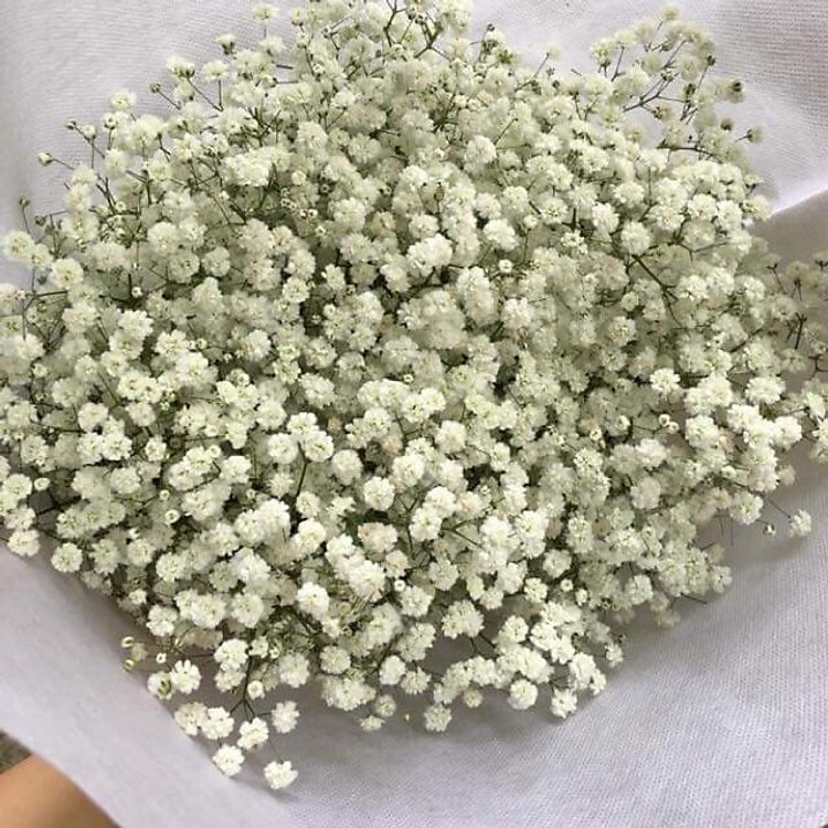 Hoa baby để khô xinh