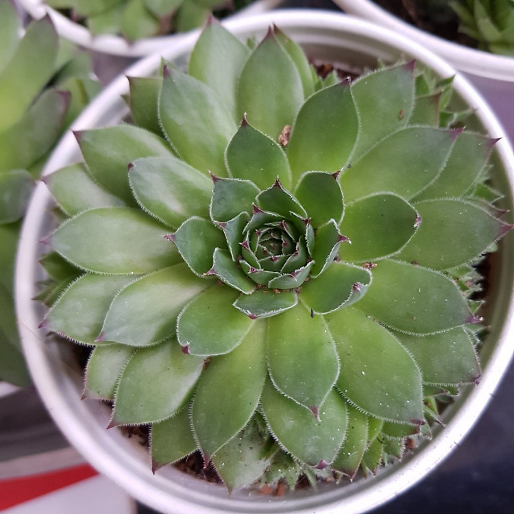 Sen Đá Phật Bà Chậu Nhựa