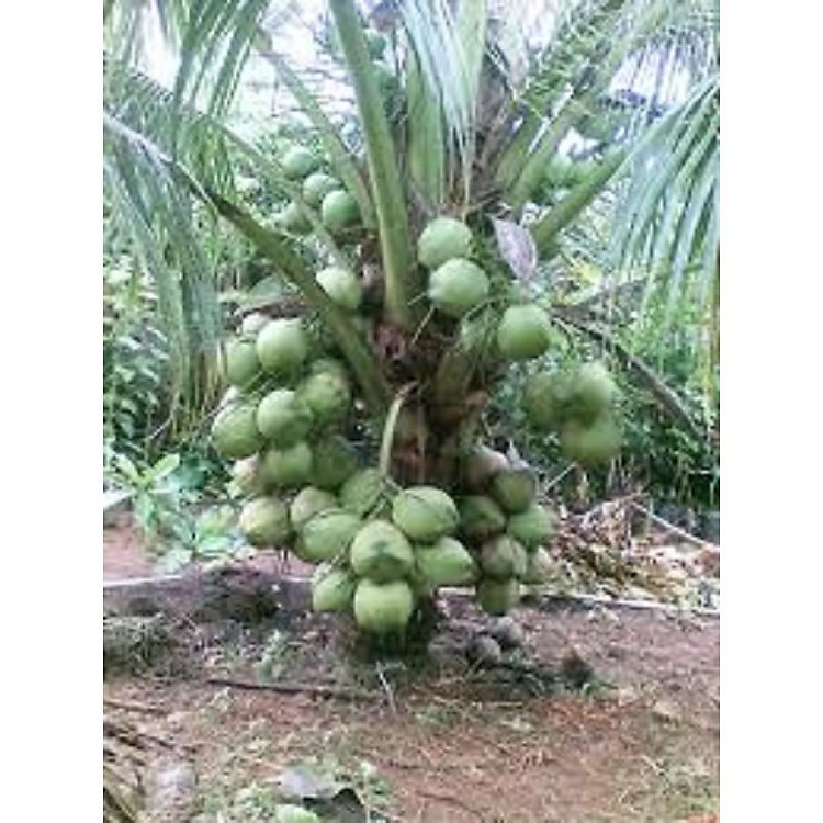 CÂY GIỐNG DỪA XIÊM LÙN ĐỎ BẾN TRE SIÊU QUẢ