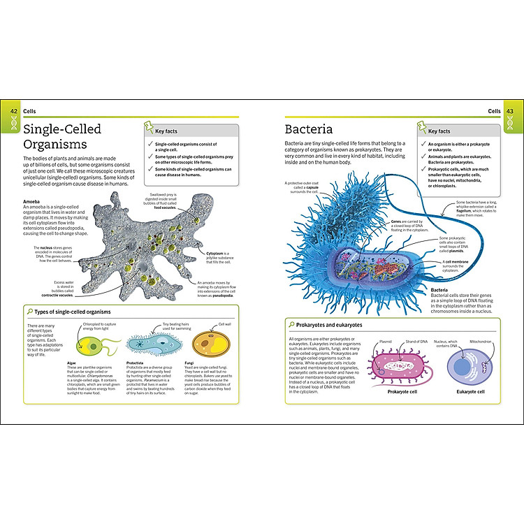 Biology: The Ultimate Bitesize Study Guide (Supersimple) - Ảnh 5