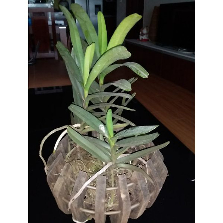 Phong Lan Hoàng Nhạn