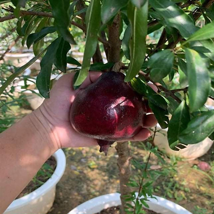 Cây Lựu Tím (Lựu Đen) - Giống cây trồng cây ăn trái