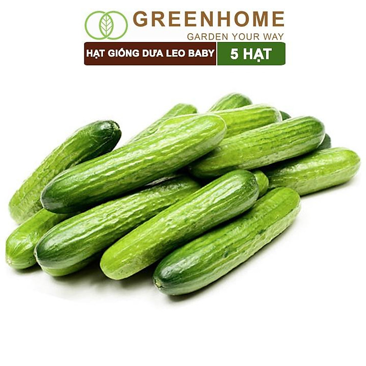 Hạt Giống Dưa Leo Baby Greenhome, Gói 5 Hạt, Trái Suôn Dạng Chùm Giòn Ngọt, Dễ Trồng Quanh Năm, Năng Suất Cao T01