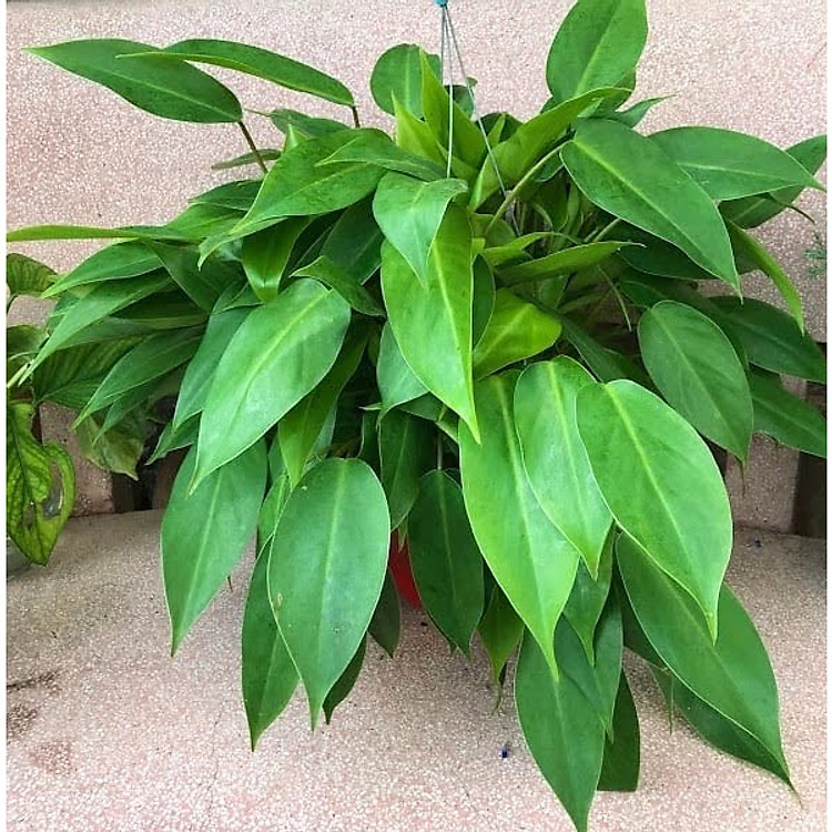 Chậu treo cây trầu bà tỷ phú