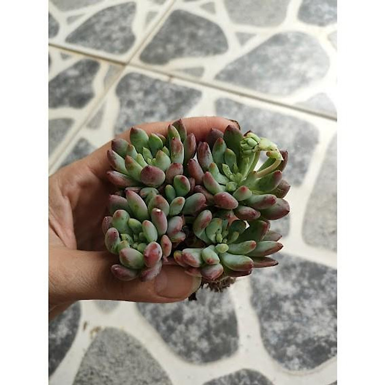 Sen đá Anh Đào bụi nhỏ