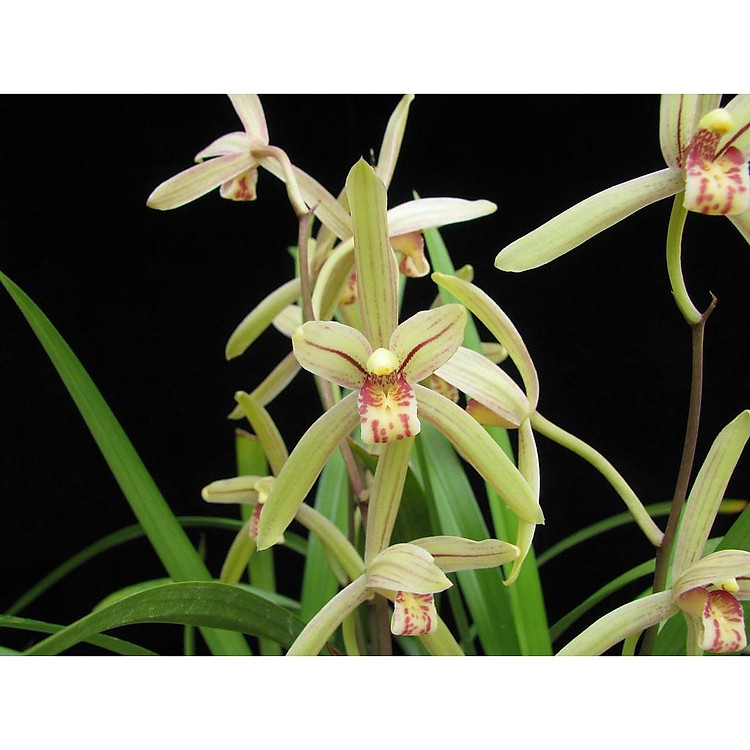 COMBO 5 CÂY địa lan LÁ GIÁO RỪNG TÂY BẮC- CÂY GIỐNG