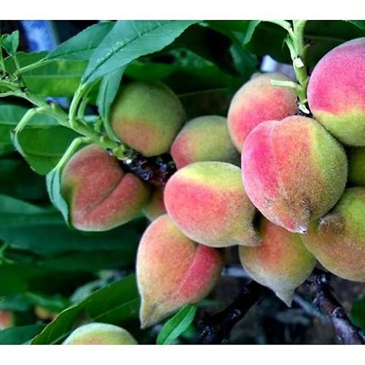 CÂY GIỐNG ĐÀO ĂN MỎ QUẠ SAPA (ĐÀO LÔNG) SIÊU NGỌT,SIÊU QUẢ-DÒNG QUẢ SỚM-CAM KẾT GIỐNG CHUẨN F1