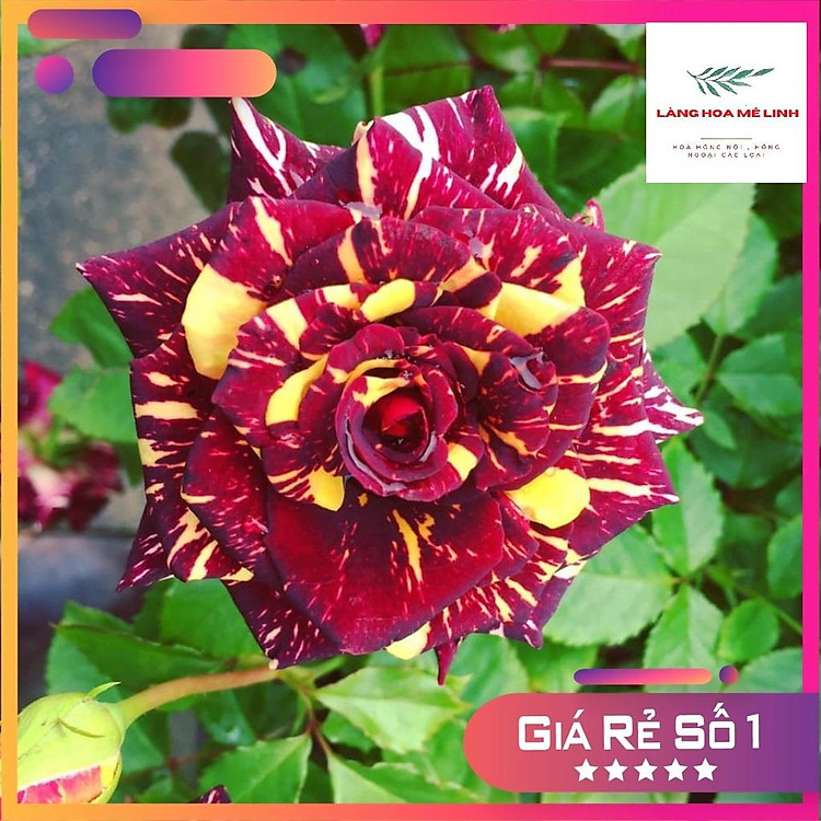 Hoa hồng bụi Abracadabra - hoa hồng lạ xuất xứ Nam Mĩ đẹp vạn người mê,gam màu đẹp độc đáo.
