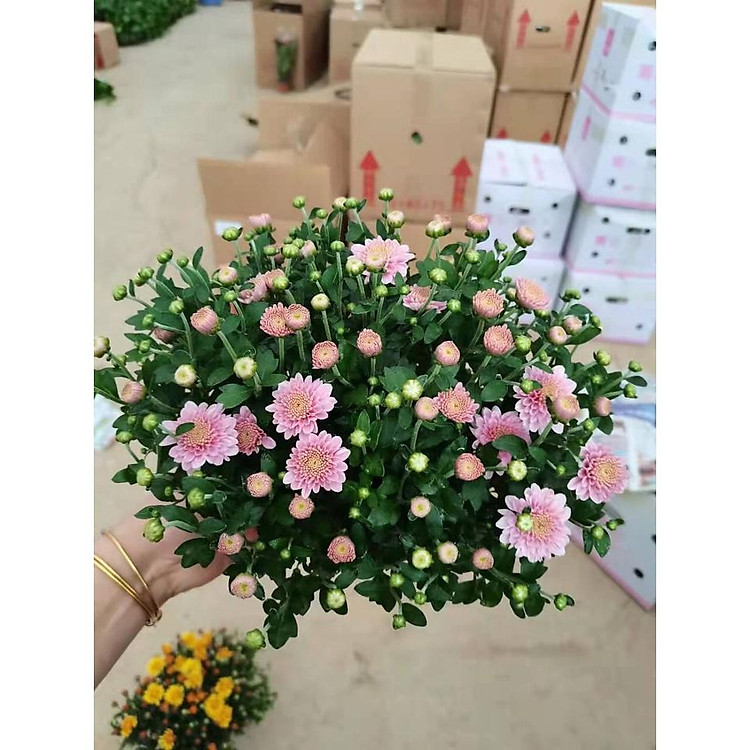 Cúc pico Đà Lạt ️Giảm Giá Sốc️