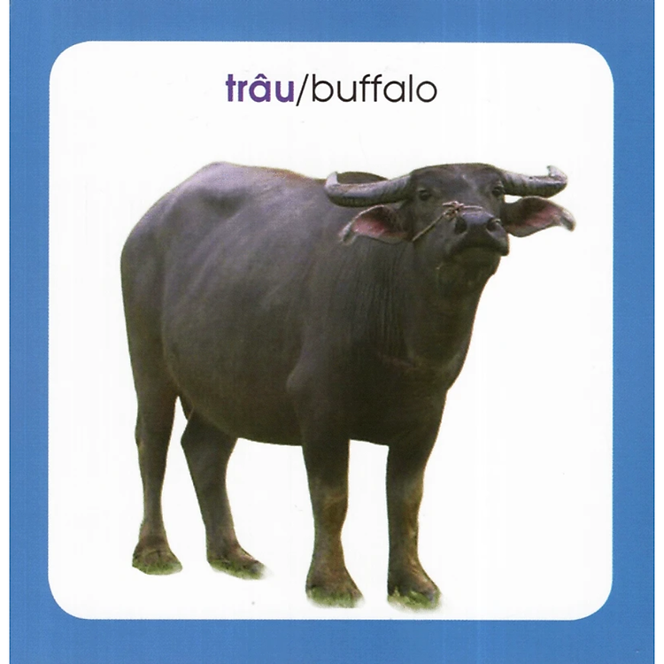 Từ Điển Hình Ảnh Cho Bé: Động Vật - 2023 - Ảnh 4