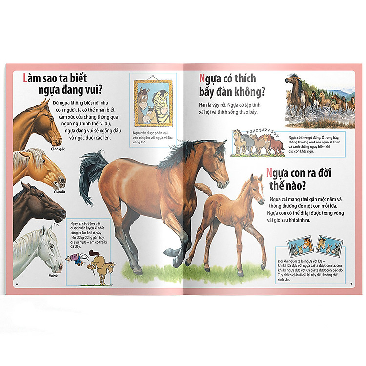 Em Muốn Biết Vì Sao Ngựa Có Móng Và Những Câu Hỏi Khác Về Ngựa - Ảnh 4