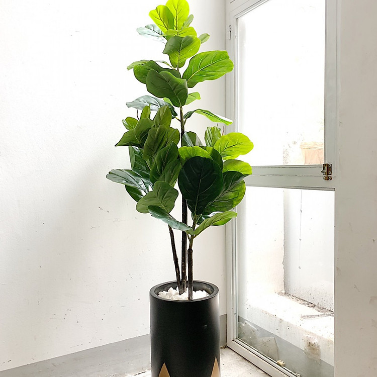 Cây Bàng Singapore Giả