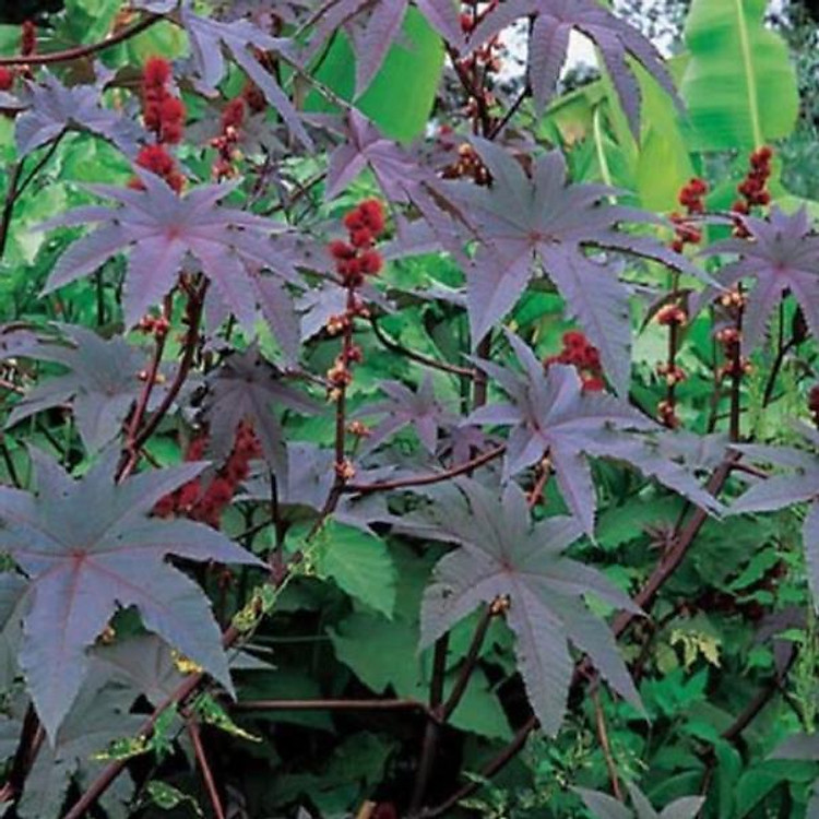 Cây thầu dầu tía giống