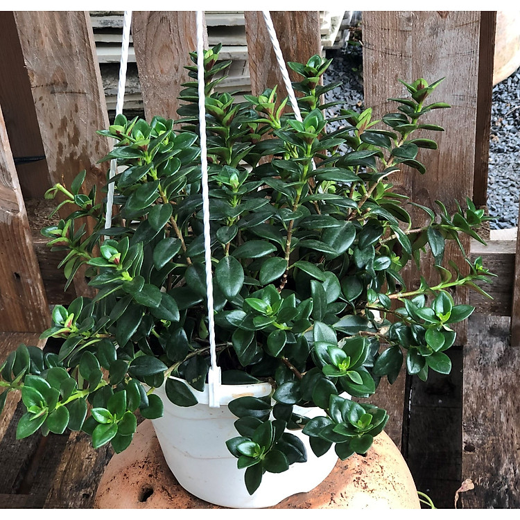 Chậu treo cây cá vàng