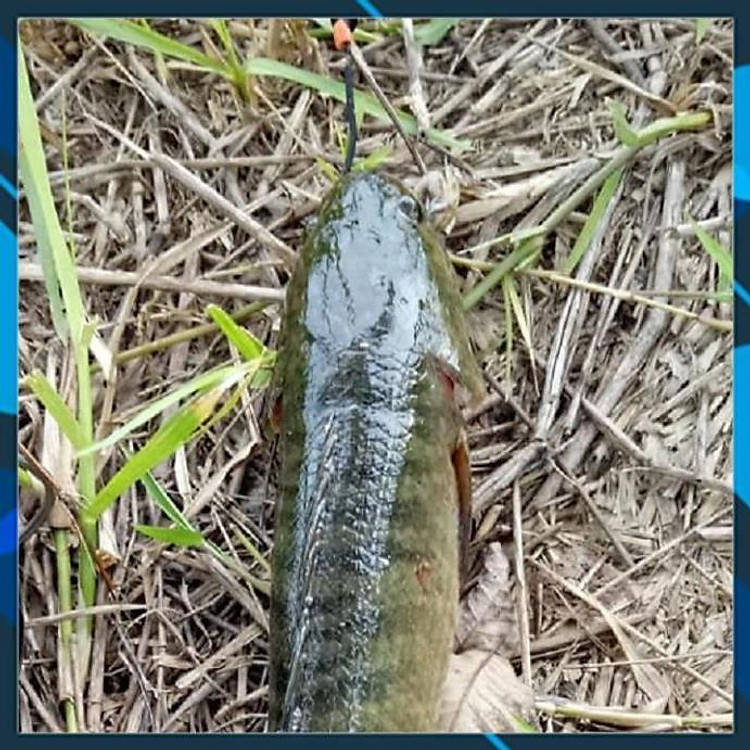 Lưỡi câu cá lóc nhái thật cực bén có chì đi kèm, lưỡi câu thép không gỉ giá tốt dùng để câu cấm cá lóc cá quả