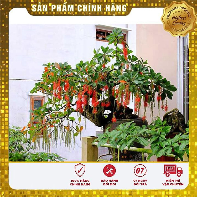 Hạt giống cây lộc vừng Hà Nội Hoa đỏ hoa đẹp
