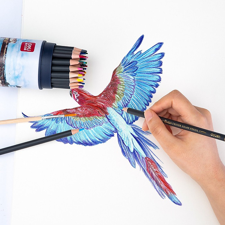 Bút Chì Màu Deli (24 màu) - Ảnh 3