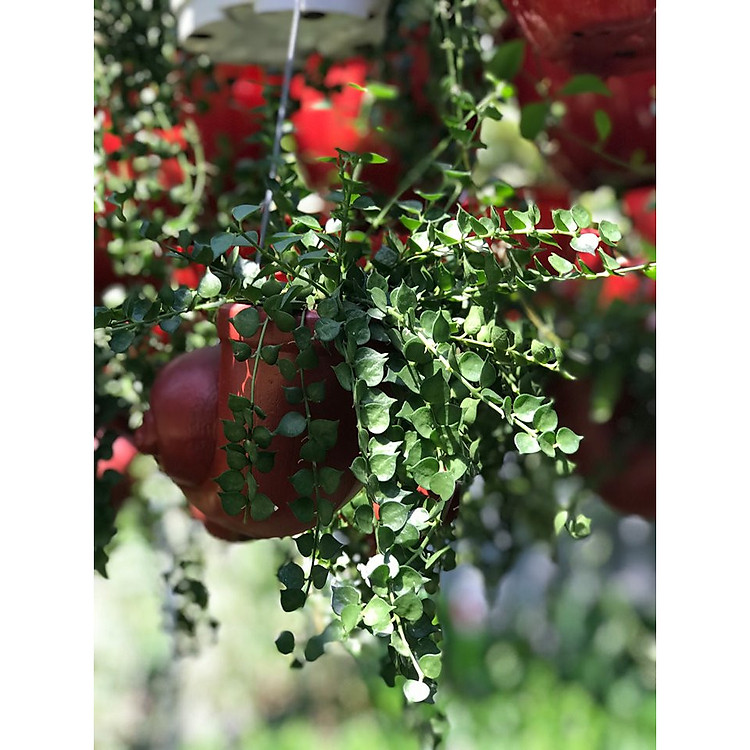 Cây lan tim chậu treo vườn xanh 24h