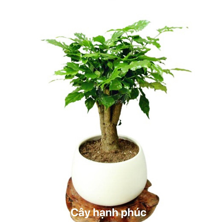 Máy lọc Không khí tích hợp cây xanh AIRemedy - Vỏ nhựa trắng (Hàng chính hãng)