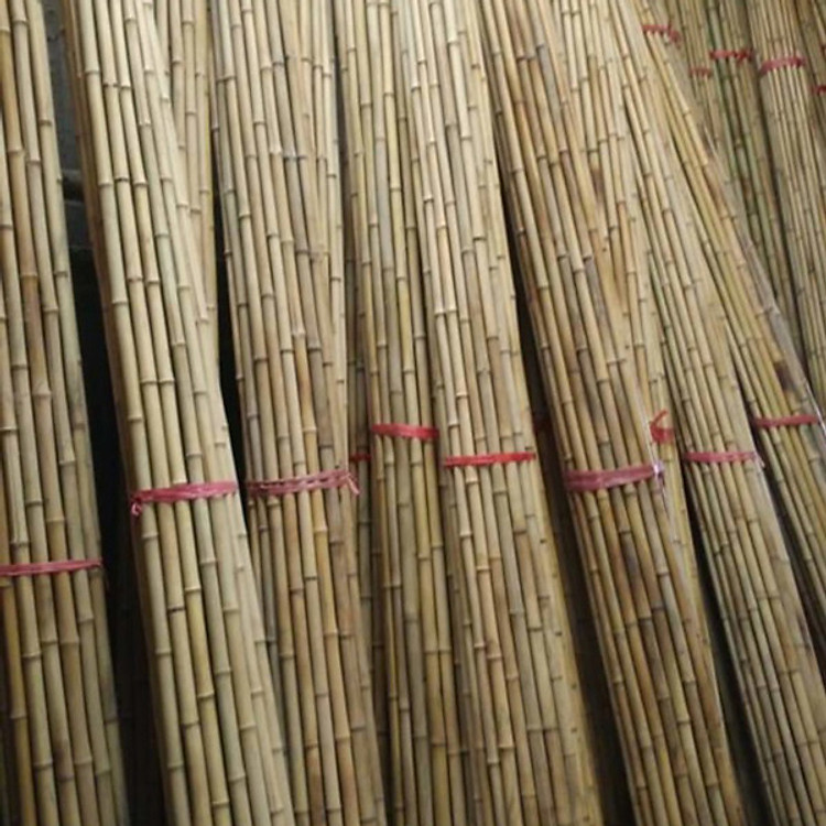 Cây trúc thô phong thủy 4M.