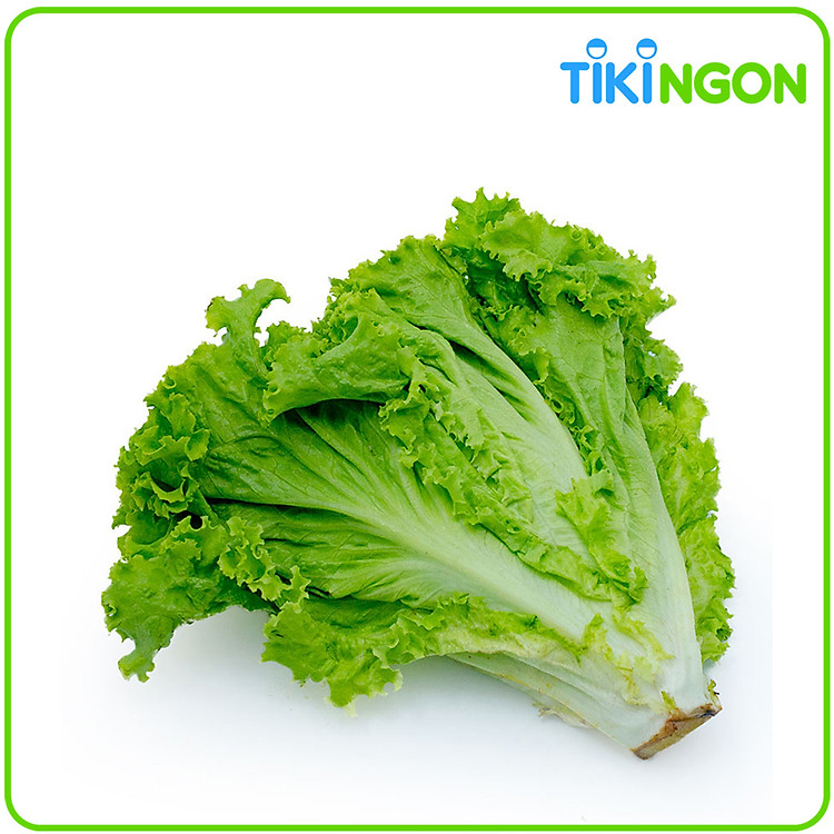 Xà Lách Lolo Xanh Đà Lạt GlobalGAP 300g